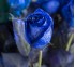 Роза классическая Vendela Blue Glitter